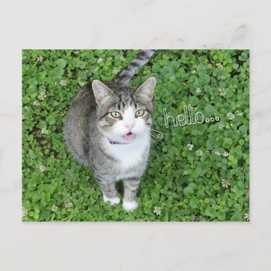 Chat in Clover Sprichwort Hallo Postkarte (Vorderseite)