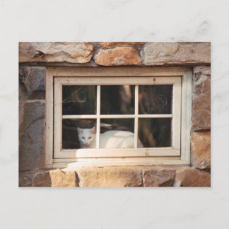 Chat in Window Postcard Postkarte