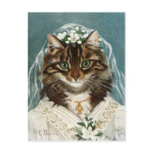 Chat La mariée