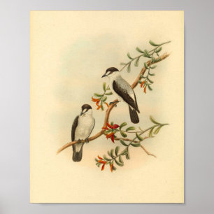 Chat Like Flycatcher Weißer Vogel Vintage-Druck Poster
