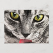 Chat Look Postkarte (Vorderseite)