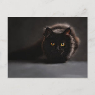 Chat noir postkarte
