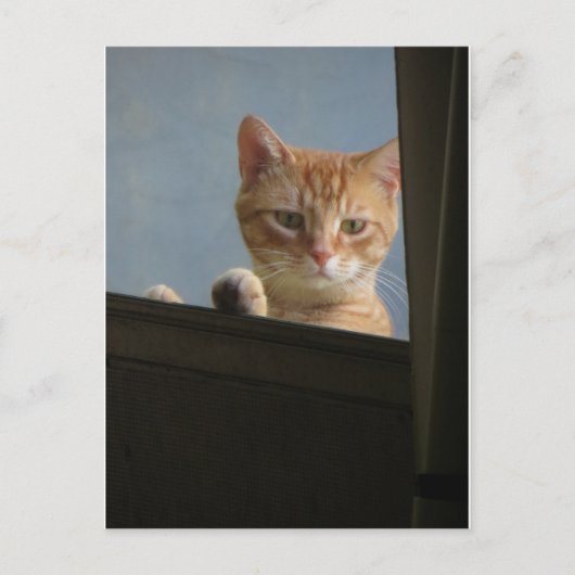 Chat-Peering im Fenster Postkarte (Vorderseite)