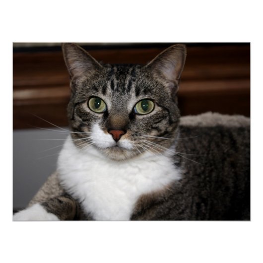 Chat Schauen Sie sich You/Pet Tabby Cat Face Foto Poster (Vorderseite)