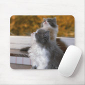 Chat sitzt und aufsucht mousepad (Mit Mouse)