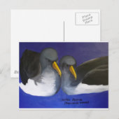 Chatham Albatross (Thalassarche eremita) Postkarte (Vorne/Hinten)
