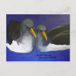 Chatham Albatross (Thalassarche eremita) Postkarte
