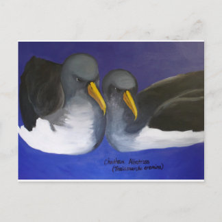 Chatham Albatross (Thalassarche eremita) Postkarte