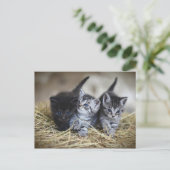 Chatons Postkarte (Stehend Vorderseite)