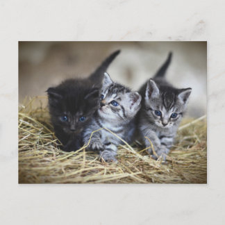 Chatons Postkarte