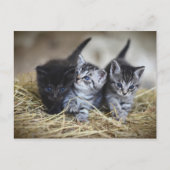 Chatons Postkarte (Vorderseite)