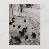 Chats Bercy - Paris - 1974 - Robert Doisneau