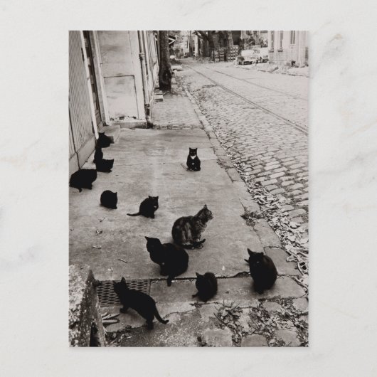 Chats Bercy - Paris - 1974 - Robert Doisneau Postkarte (Vorderseite)