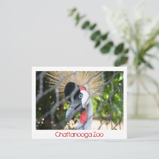 Chattanooga Zoo Postkarte (Stehend Vorderseite)