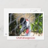 Chattanooga Zoo Postkarte (Vorne/Hinten)