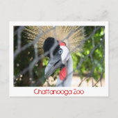 Chattanooga Zoo Postkarte (Vorderseite)