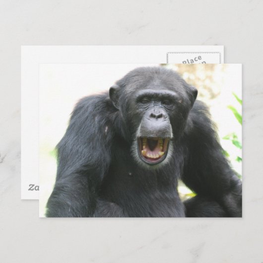 Chatty Chimp Postcard Postkarte (Vorne/Hinten)