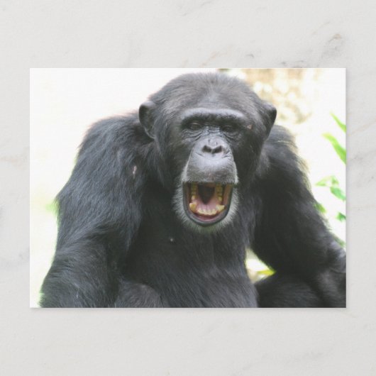 Chatty Chimp Postcard Postkarte (Vorderseite)