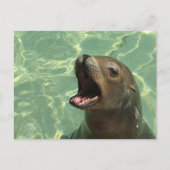 Chatty Sea Lion Postcard Postkarte (Vorderseite)