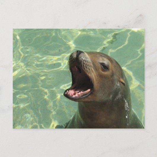 Chatty Sea Lion Postcard Postkarte (Vorderseite)