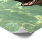 Chatty Sea Lion Poster (Ecke)