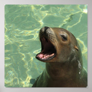 Chatty Sea Lion Poster