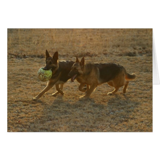 Chauncey u. Abie (Vorderseite (Horizontal))