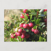 Chaura, Isla Navarino, Chile Postkarte (Vorderseite)