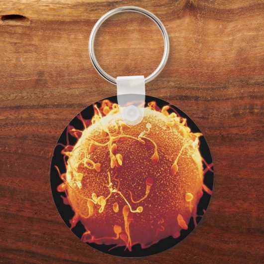 Chaveiro embriologia schlüsselanhänger (Vorderseite)