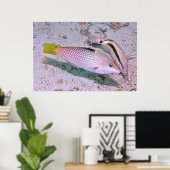 Checkerboard Wrasse Poster (Heimbüro)