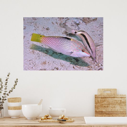 Checkerboard Wrasse Poster (Küche)