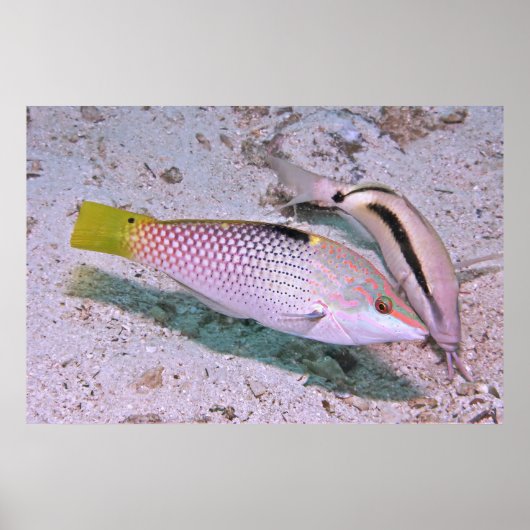 Checkerboard Wrasse Poster (Vorne)
