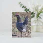Cheeky Blue Andalusian Hen Postkarte (Stehend Vorderseite)