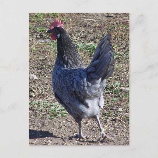 Cheeky Blue Andalusian Hen Postkarte (Vorderseite)