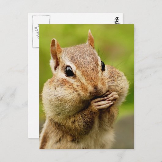 Cheeky Chipmunk Postcard Postkarte (Vorne/Hinten)
