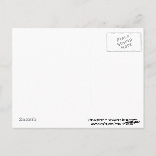 Cheeky Chipmunk Postcard Postkarte (Rückseite)