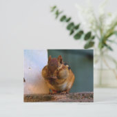 Cheeky Chipmunk Postkarte (Stehend Vorderseite)