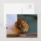Cheeky Chipmunk Postkarte (Vorne/Hinten)