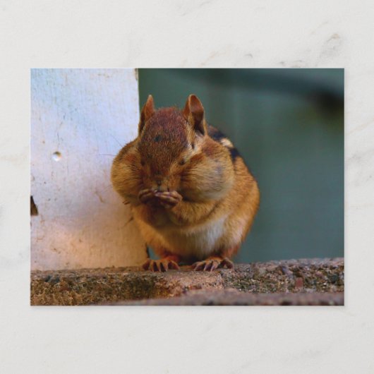 Cheeky Chipmunk Postkarte (Vorderseite)