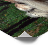 Cheeky Goat Poster (Ecke)