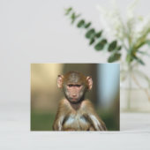 Cheeky Monkey - Niedlich Baboon Postkarten (Stehend Vorderseite)