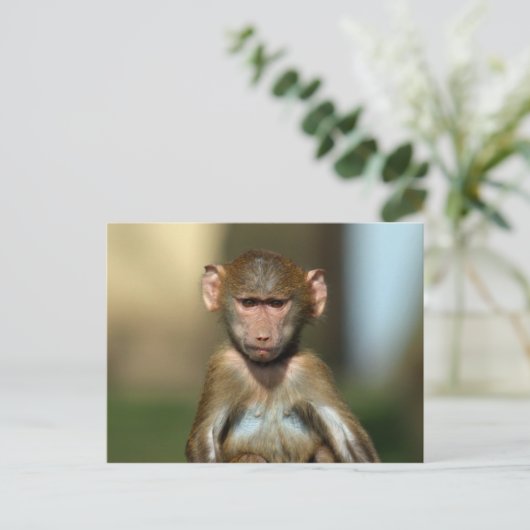 Cheeky Monkey - Niedlich Baboon Postkarten (Stehend Vorderseite)