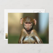 Cheeky Monkey - Niedlich Baboon Postkarten (Vorne/Hinten)