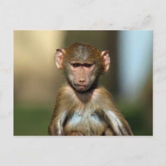 Cheeky Monkey - Niedlich Baboon Postkarten (Vorderseite)