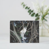 Cheeky Monkey Postkarte (Stehend Vorderseite)