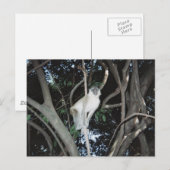 Cheeky Monkey Postkarte (Vorne/Hinten)
