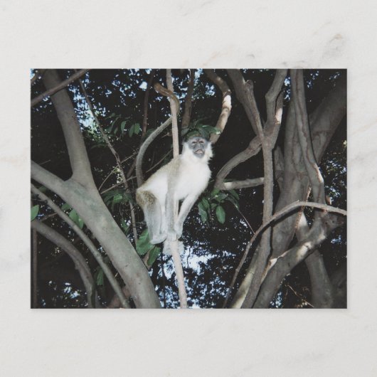 Cheeky Monkey Postkarte (Vorderseite)