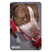 Cheeky Pitbull Magnet (Vertikal)