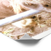 Cheeky Pony Poster (Ecke)