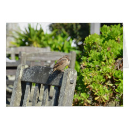 Cheeky Sparrow